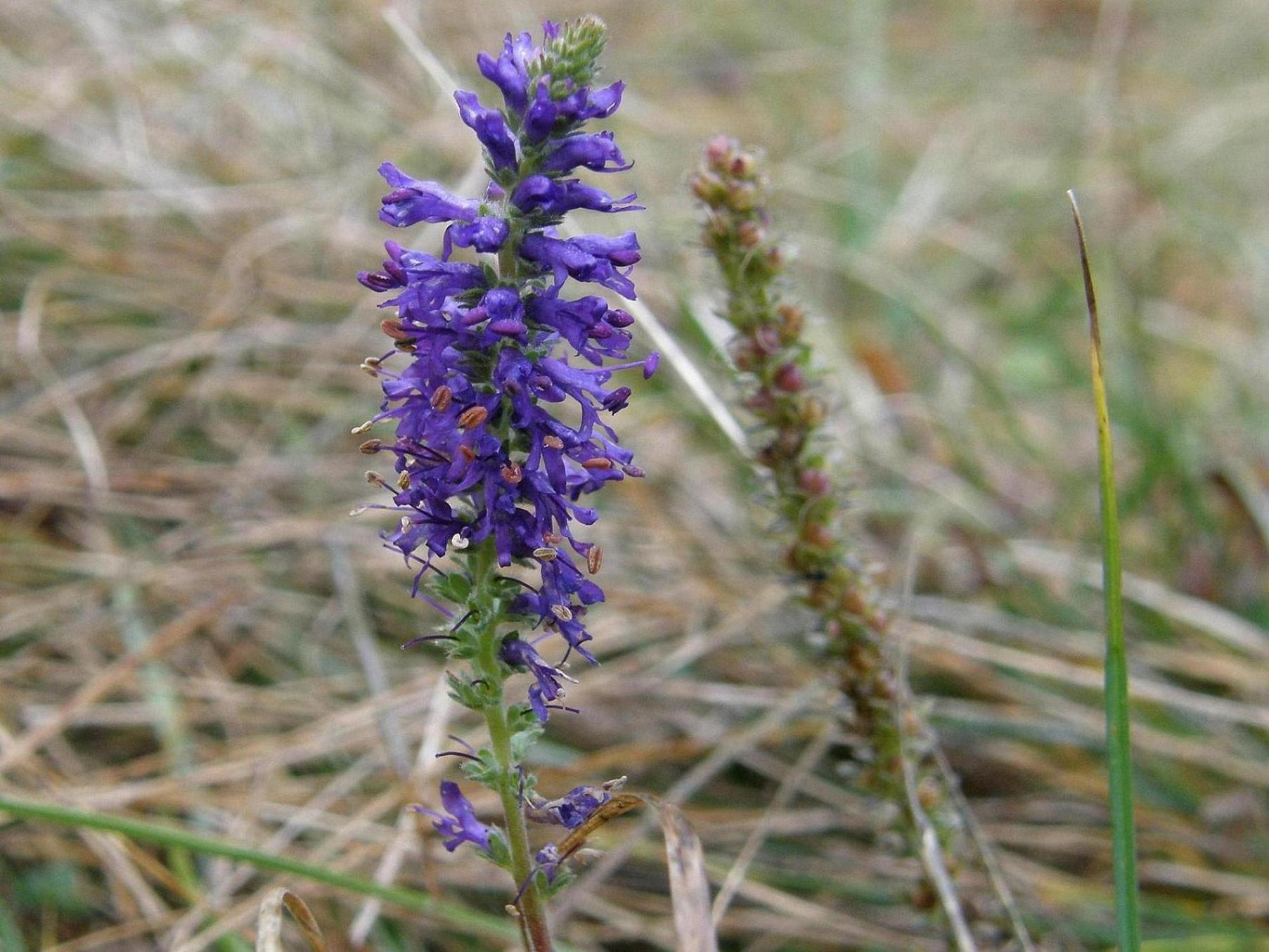 Veronica spicata (=Pseudolysimachion spicatum) / Veronica spigata