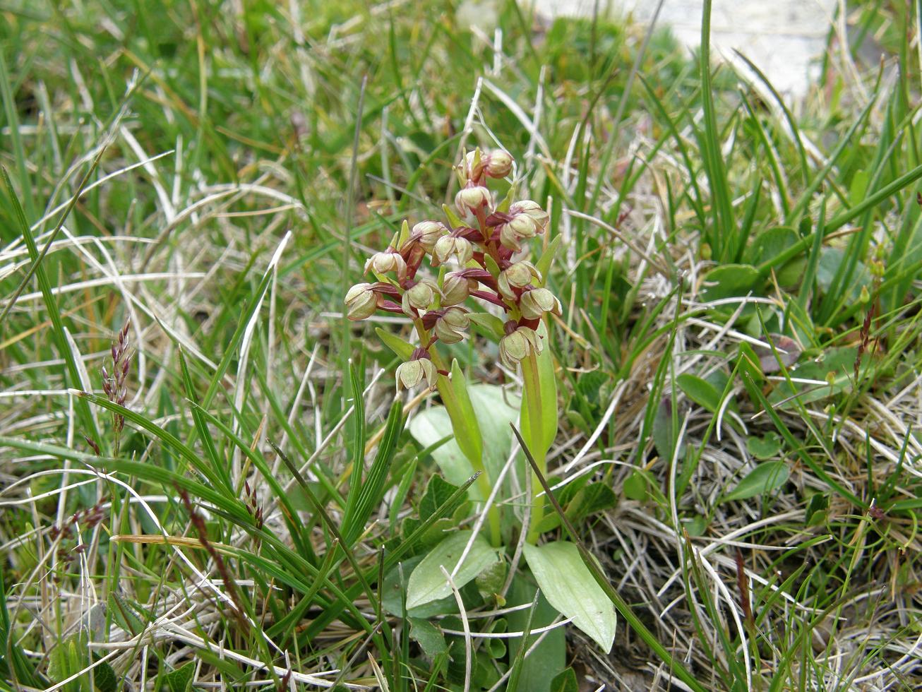 Coeloglossum viride