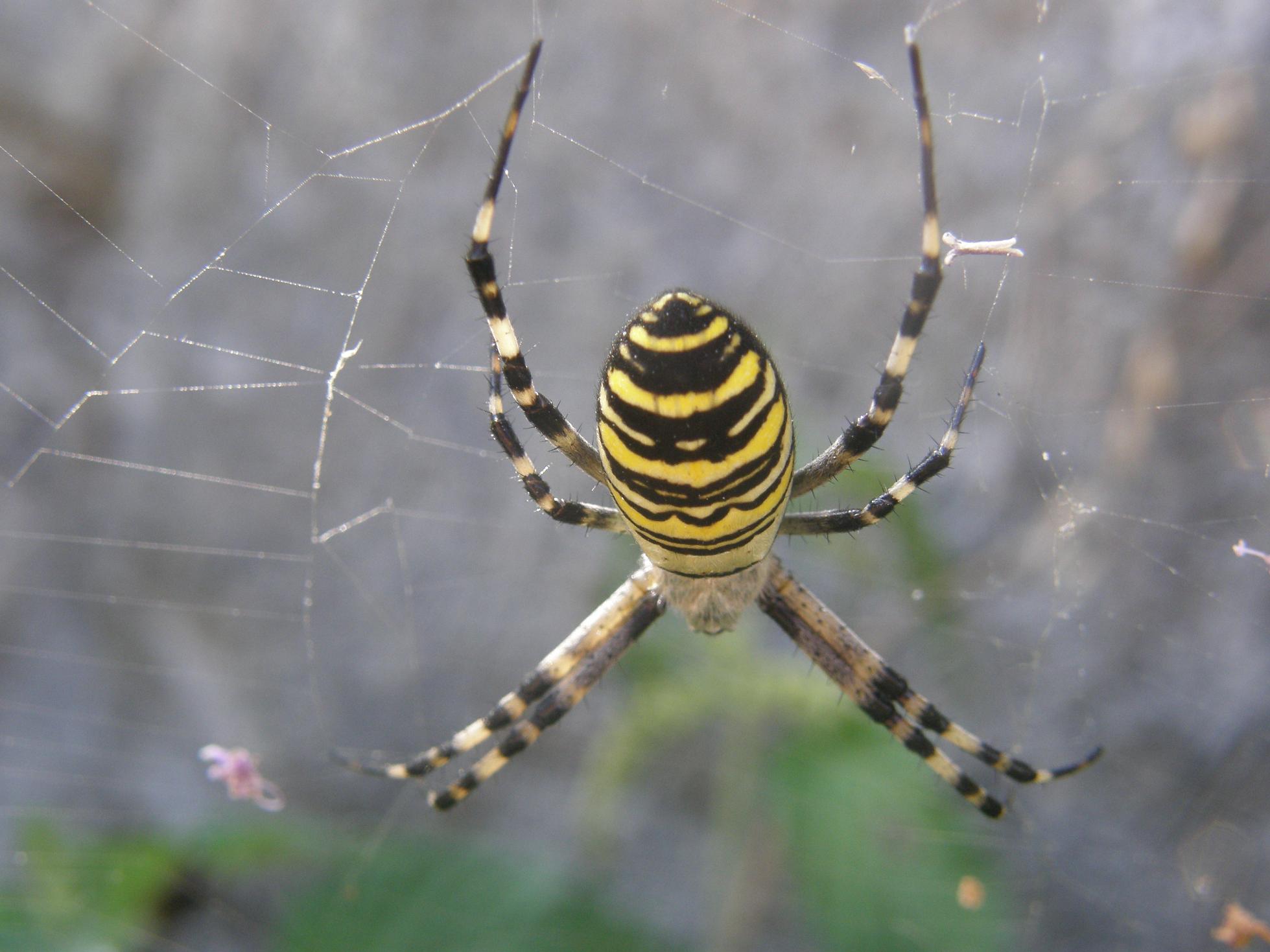 Argiope bruennichi