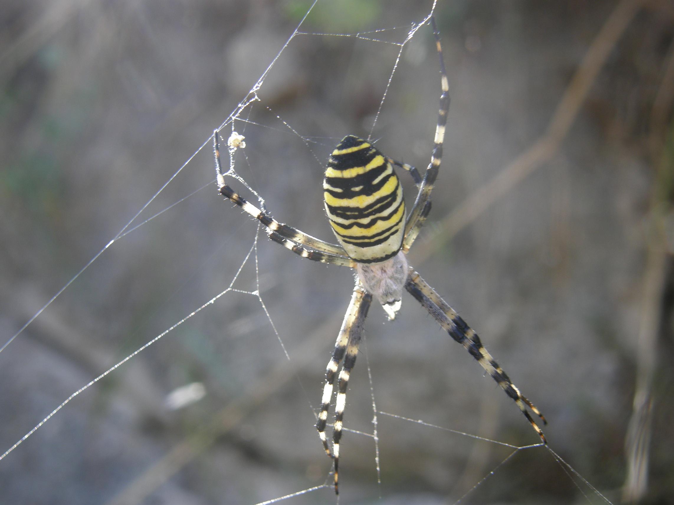 Argiope bruennichi