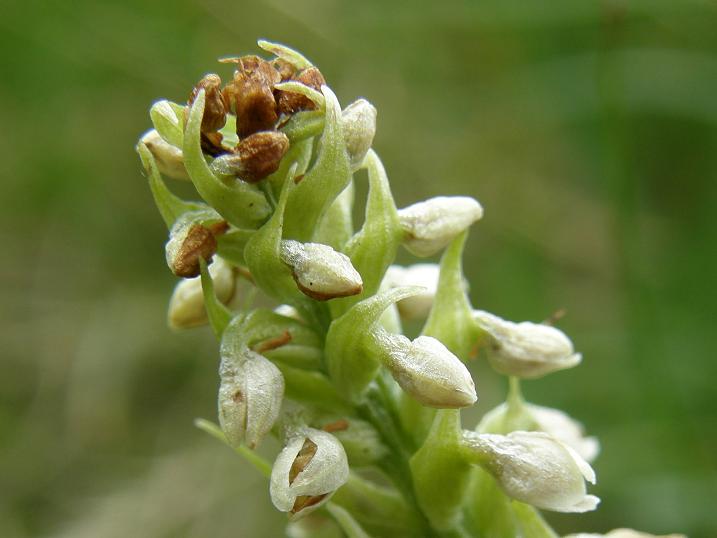 Coeloglossum viride