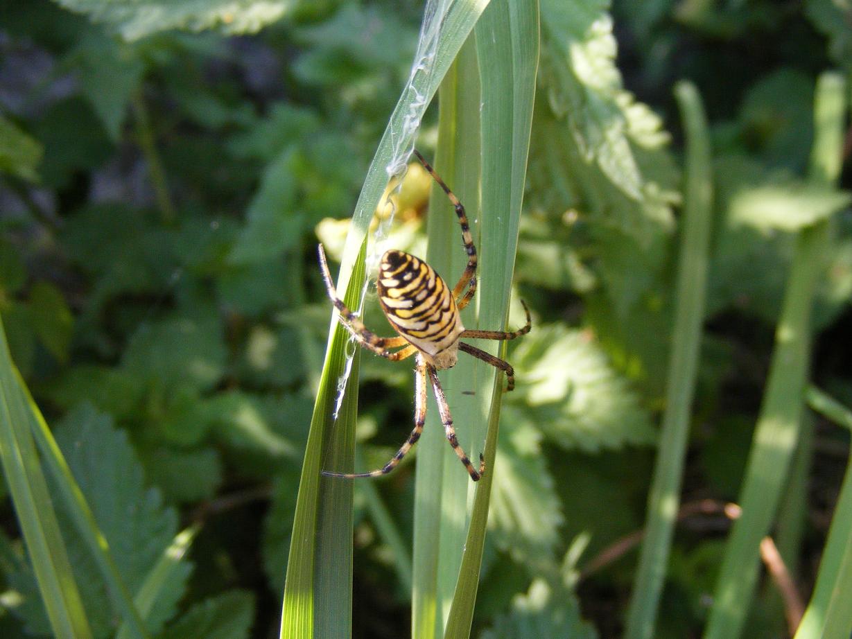 Argiope bruennichi