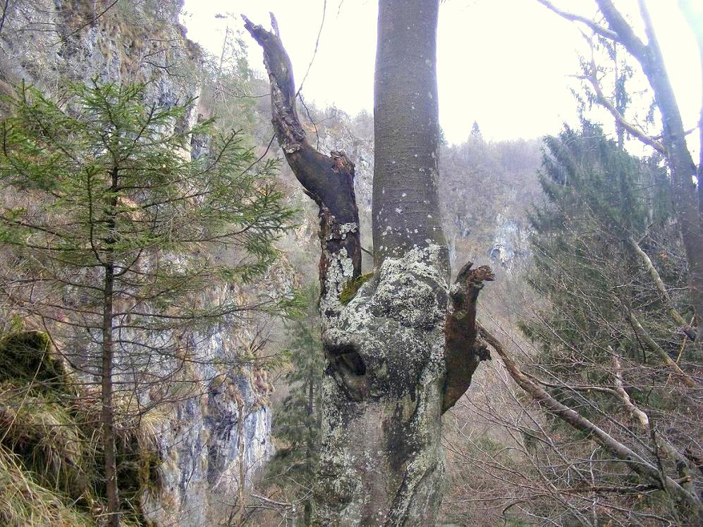 Le fantastiche creature dei boschi