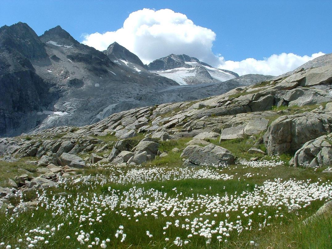 domanda sull''adamello