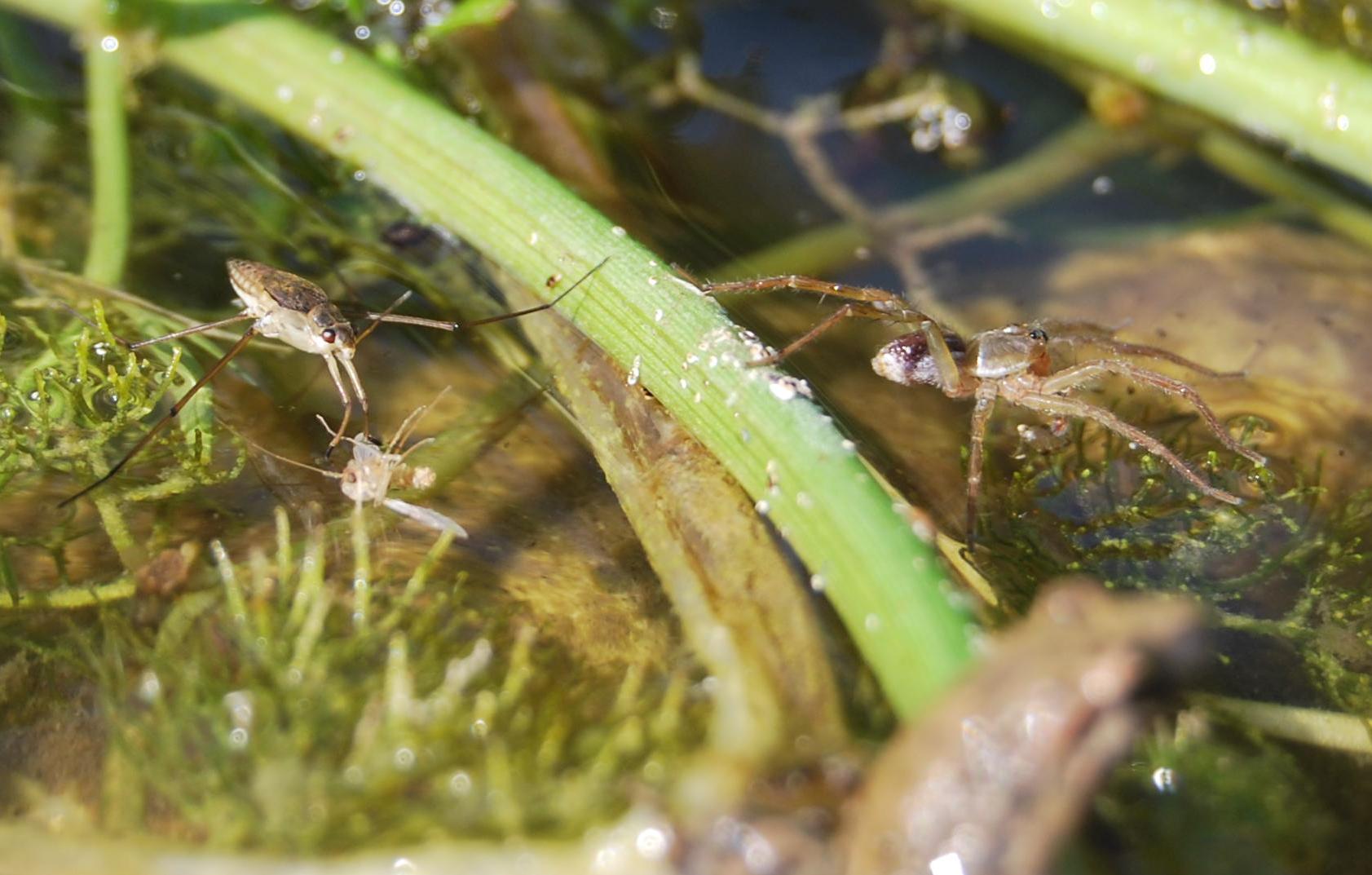 Dolomedes fimbriatus