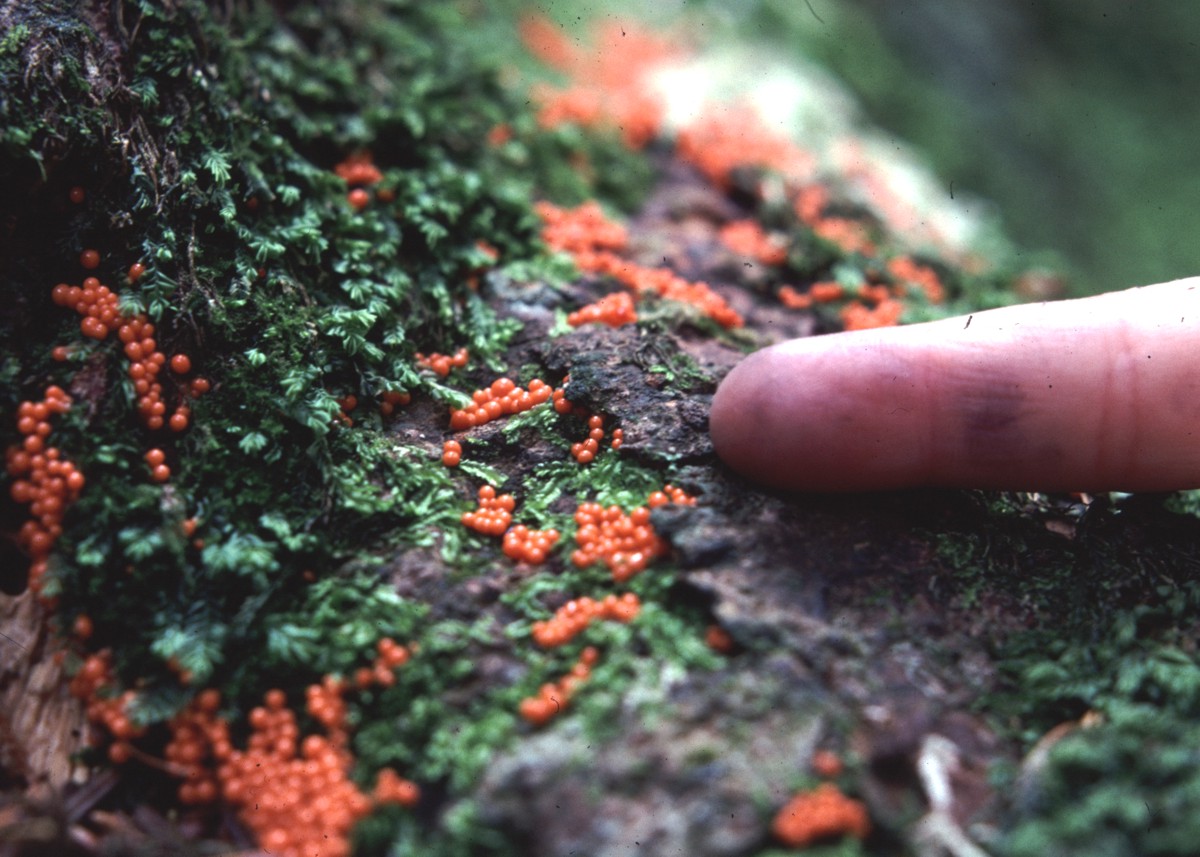 Che funghi sono? - Trichia decipiens