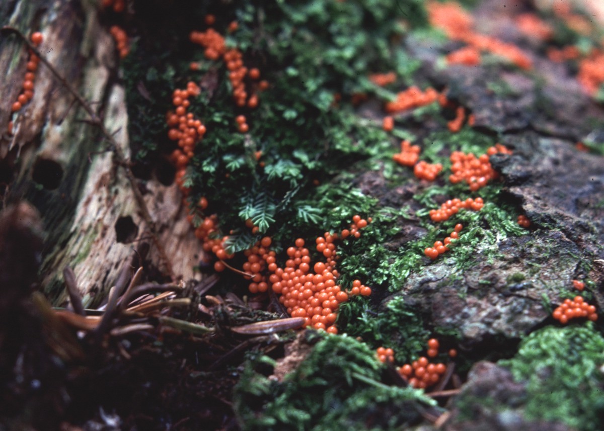 Che funghi sono? - Trichia decipiens