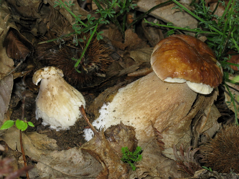 Nel bosco con l''ombrello