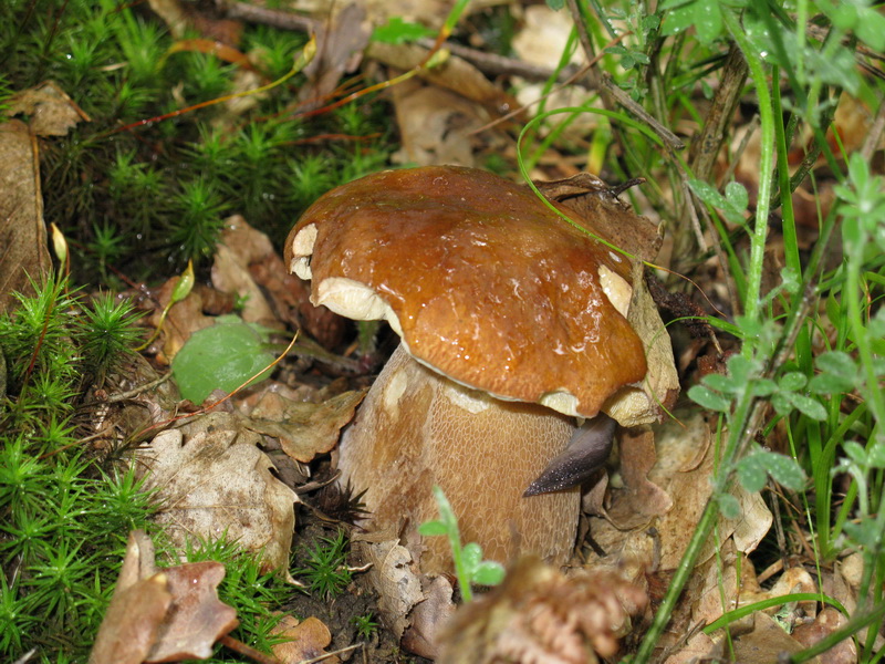 Nel bosco con l''ombrello