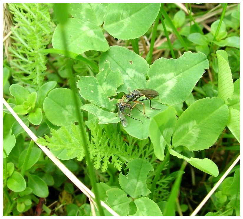 Dioctria sp. (Asilidae)