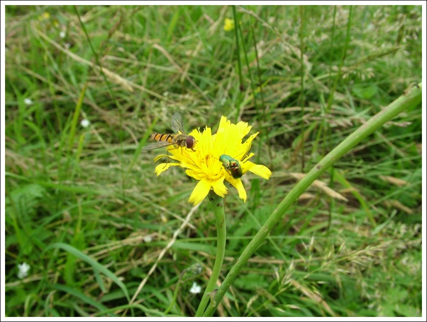 Sirfide guardone: Episyrphus balteatus