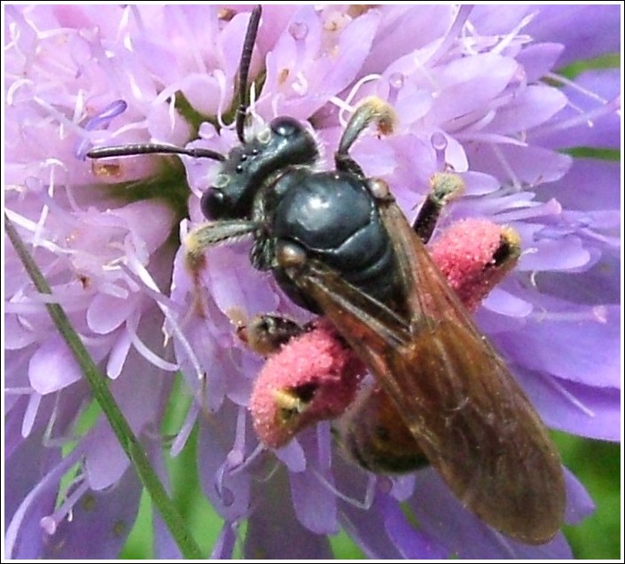 Un curioso Imenottero: Andrena sp.