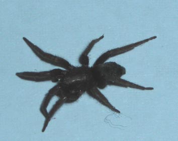 Scotophaeus sp.