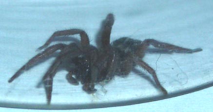 Scotophaeus sp.