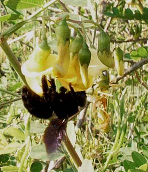 Impollinazione...ma non solo...(perforazione del calice)