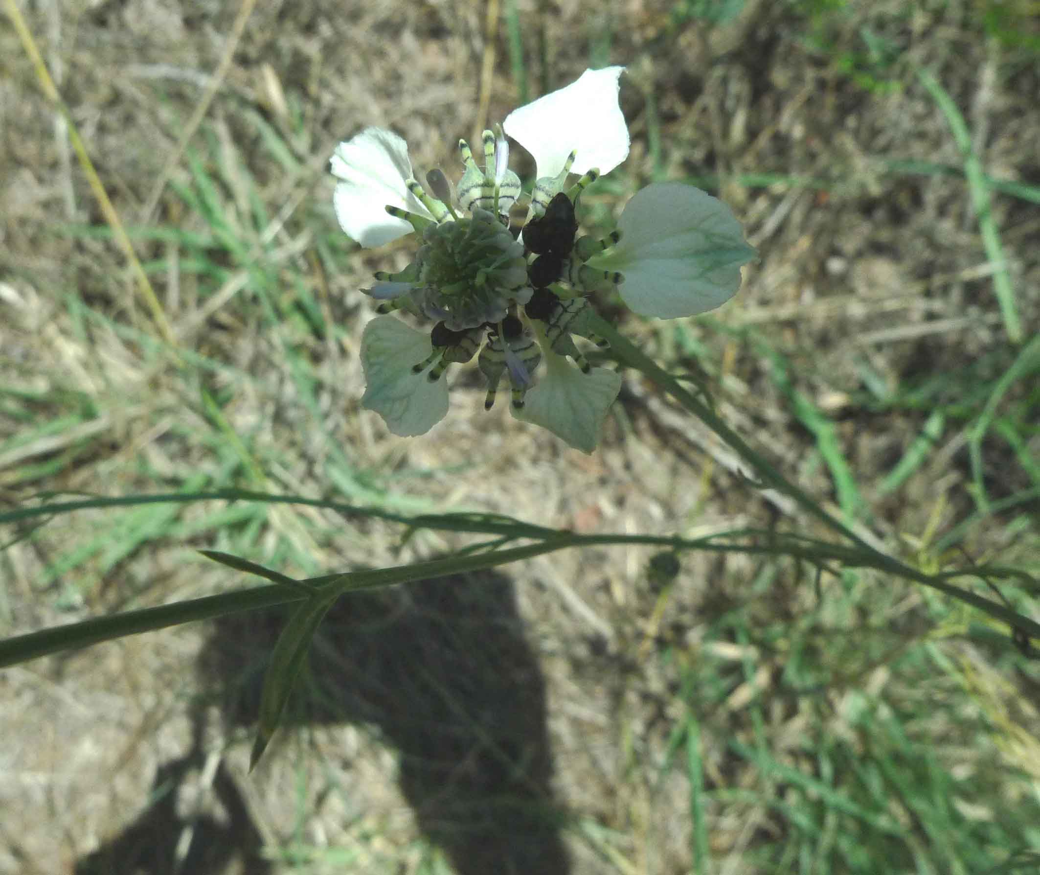 Nigella arvensis