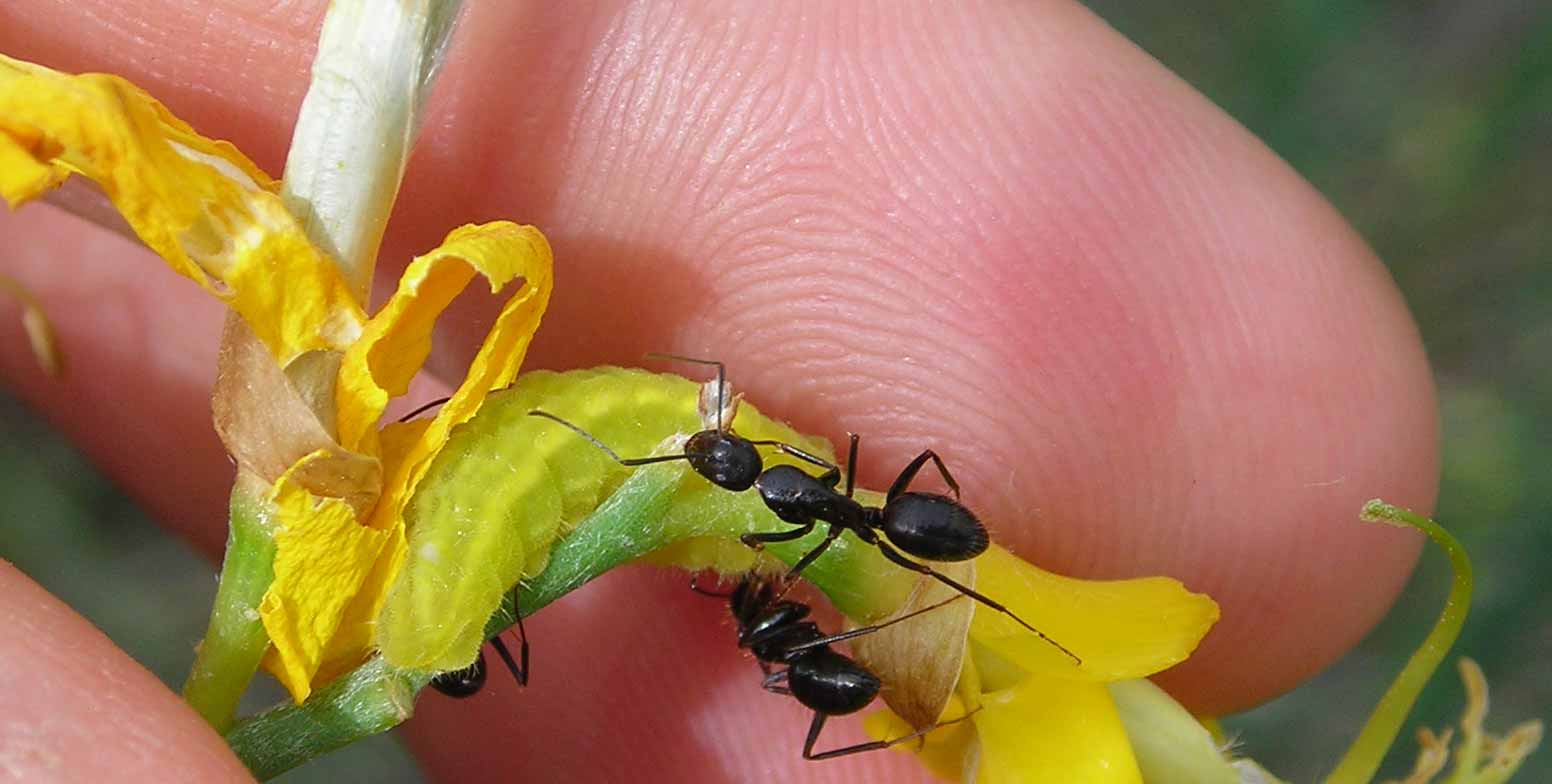 Parco dei Gessi Bolognesi e Calanchi dell''Abbadessa