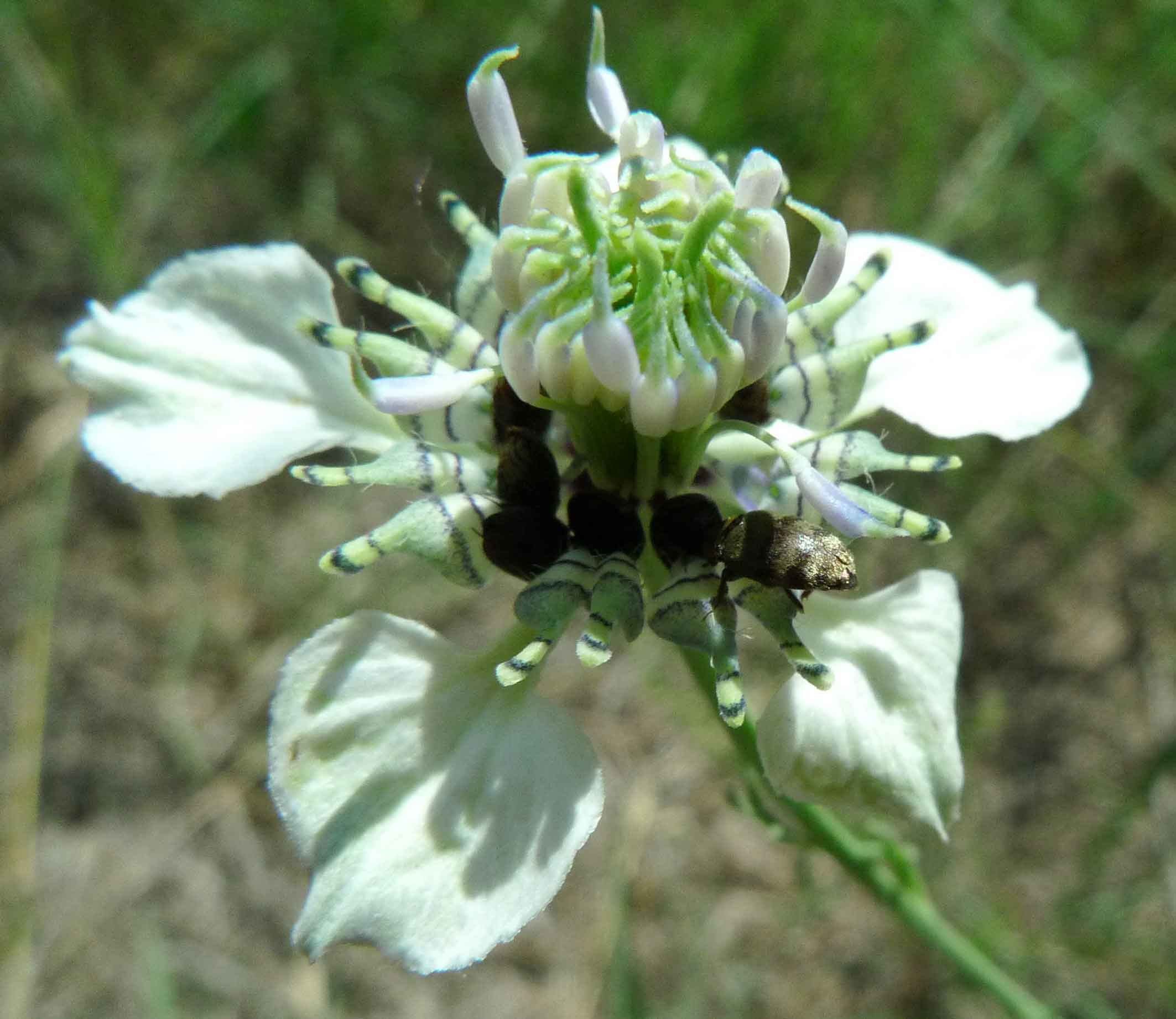 Nigella arvensis