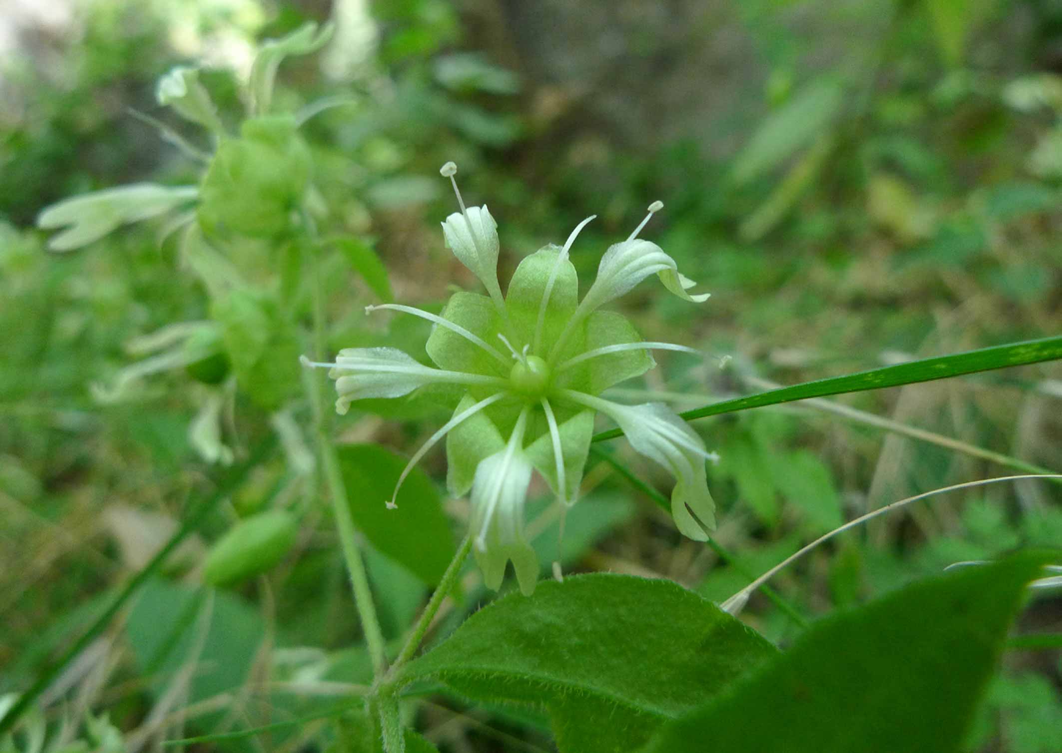 Cucubalus baccifer