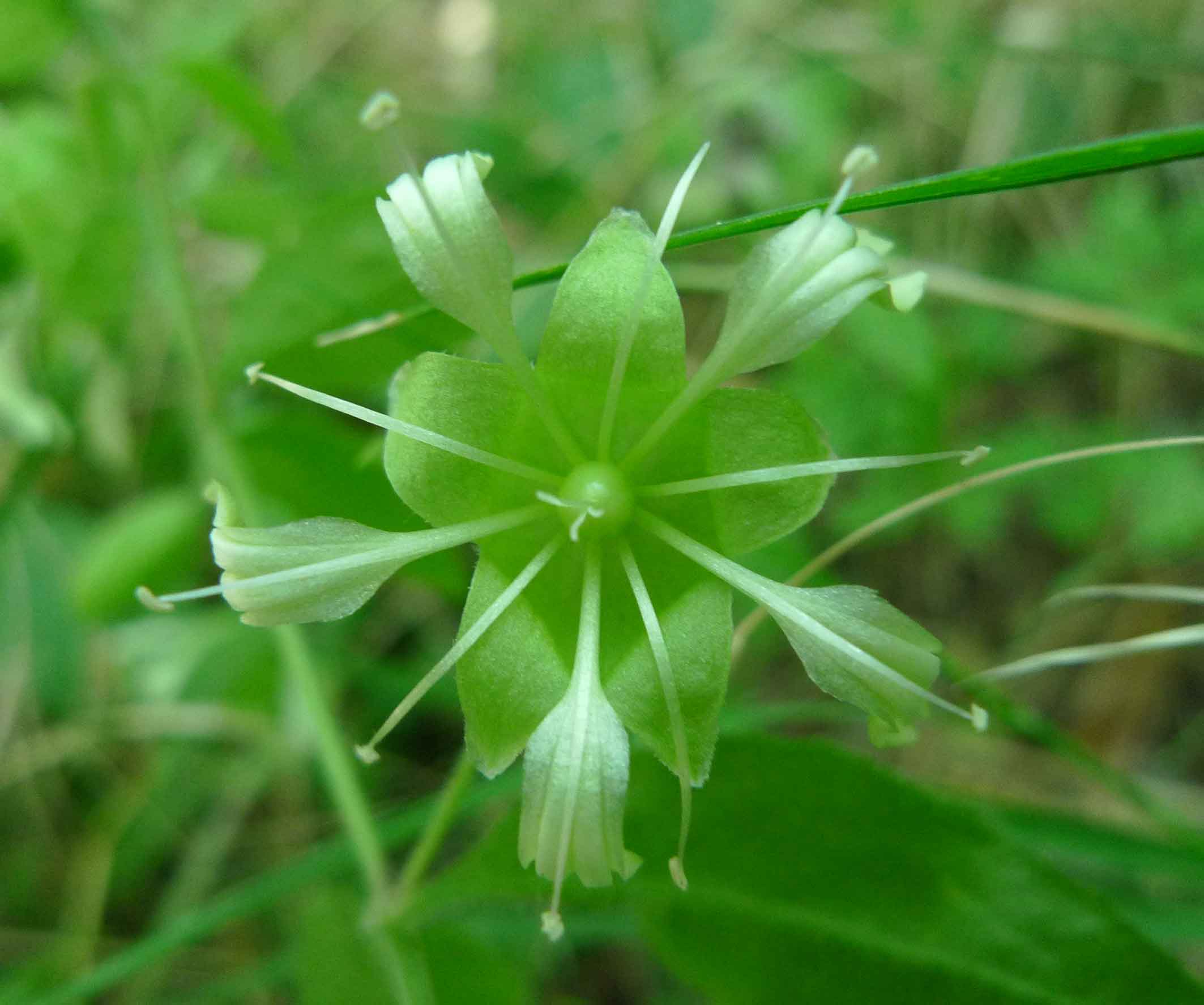 Cucubalus baccifer