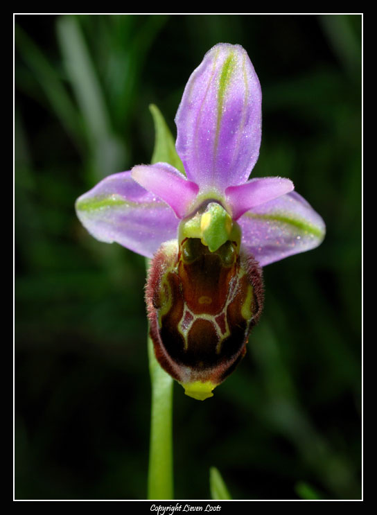 Ophrys argolica subsp. crabronifera ?