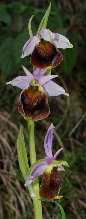 Ophrys argolica subsp. crabronifera ?