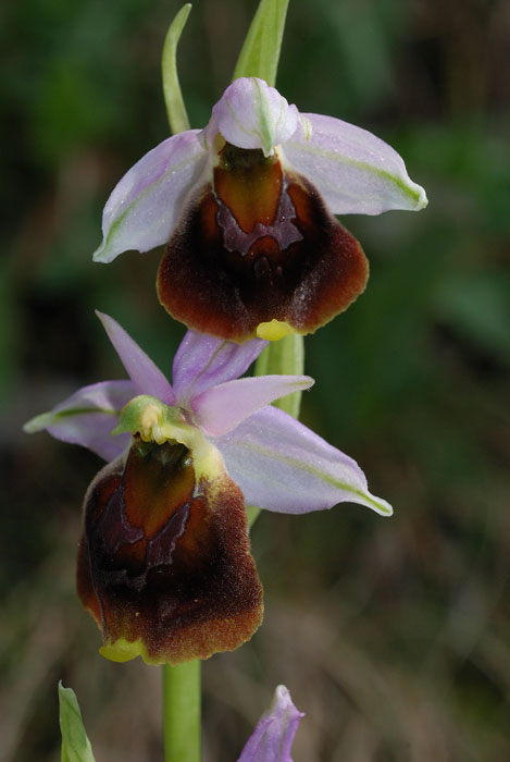 Ophrys argolica subsp. crabronifera ?