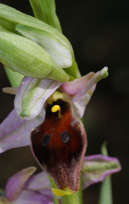 Ophrys argolica subsp. crabronifera ?