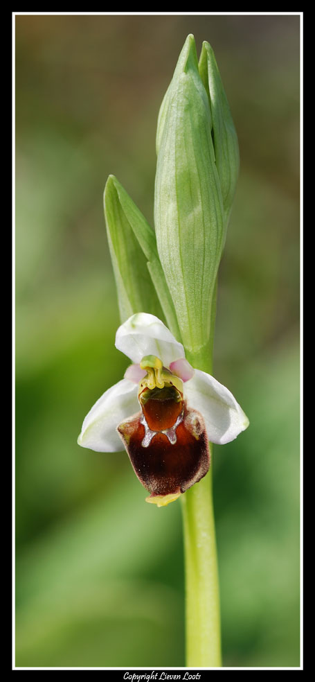 Ophrys sphegodes e ? - determinazione prego.