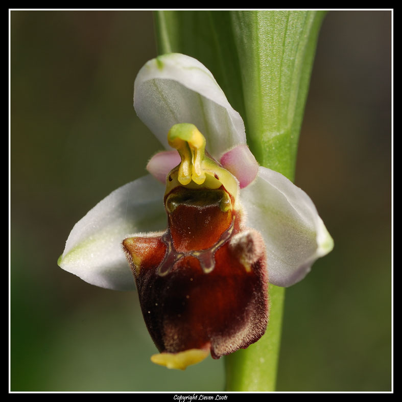 Ophrys sphegodes e ? - determinazione prego.