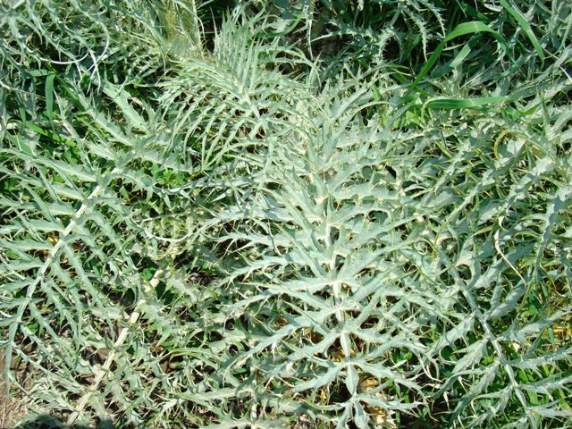 Cynara cardunculus