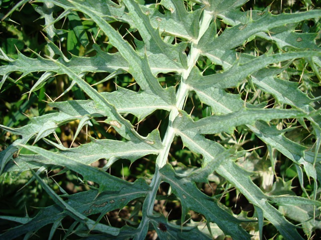 Cynara cardunculus