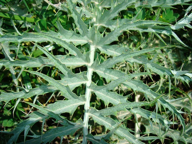 Cynara cardunculus