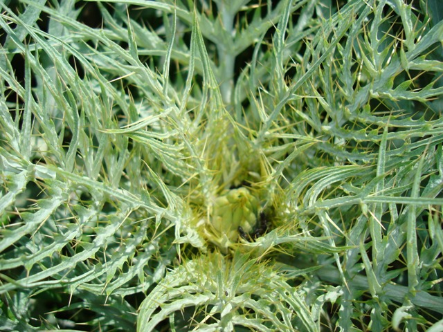 Cynara cardunculus