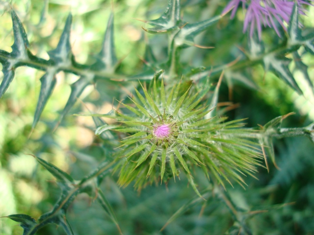 Galactites elegans