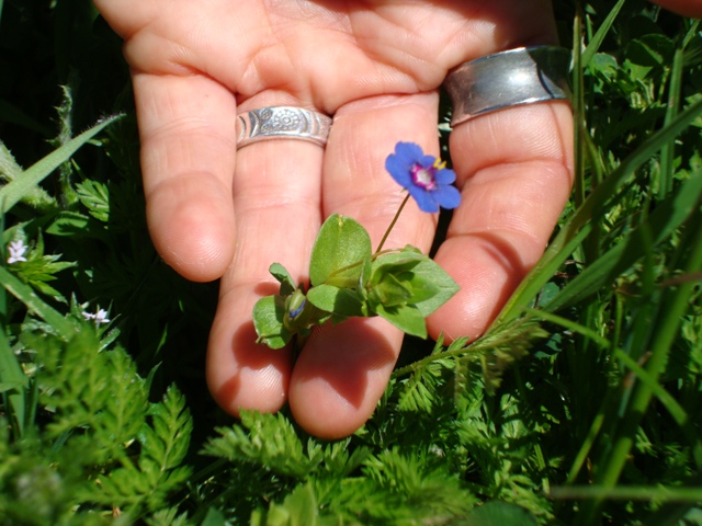 Anagallis cfr. arvensis