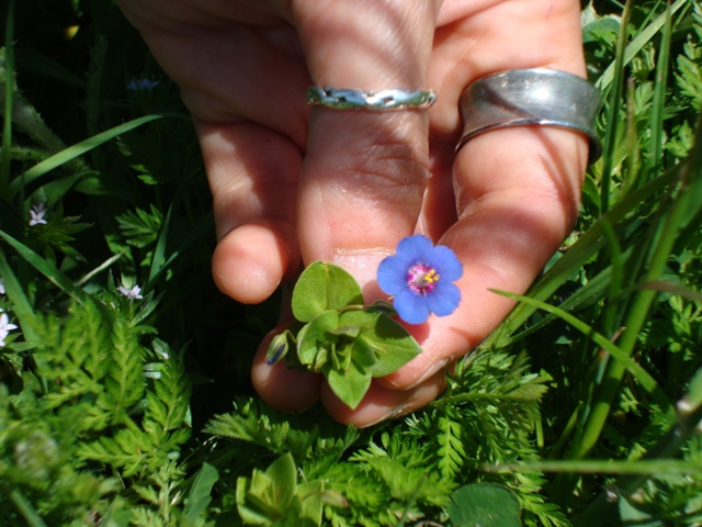 Anagallis cfr. arvensis