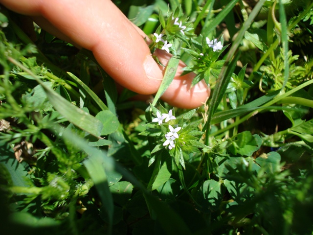 Rubiaceae? - Sherardia arvensis