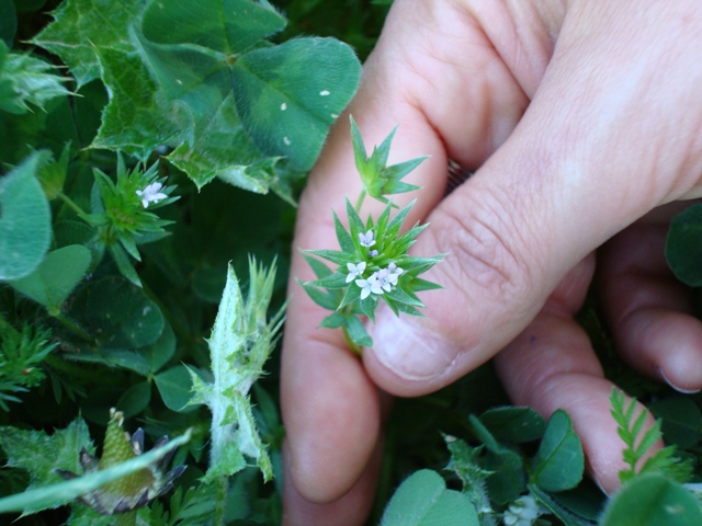 Rubiaceae? - Sherardia arvensis