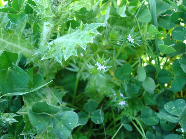 Rubiaceae? - Sherardia arvensis