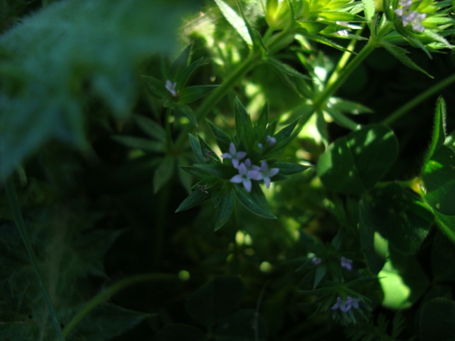 Rubiaceae? - Sherardia arvensis