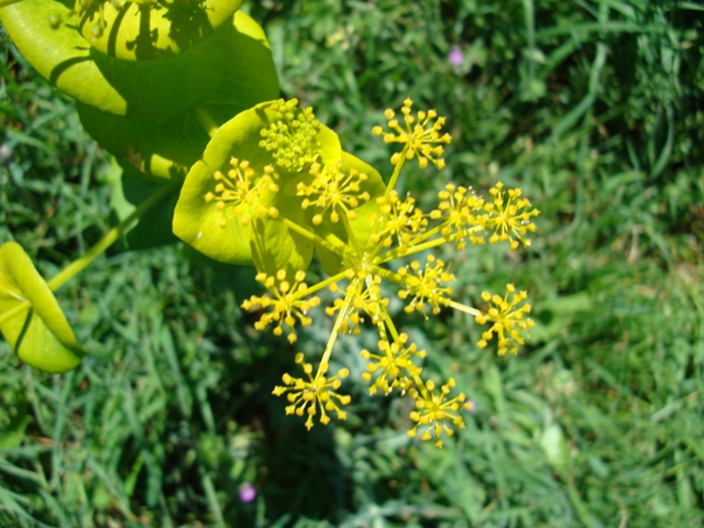 Smyrnium perfoliatum / Corinoli dentato