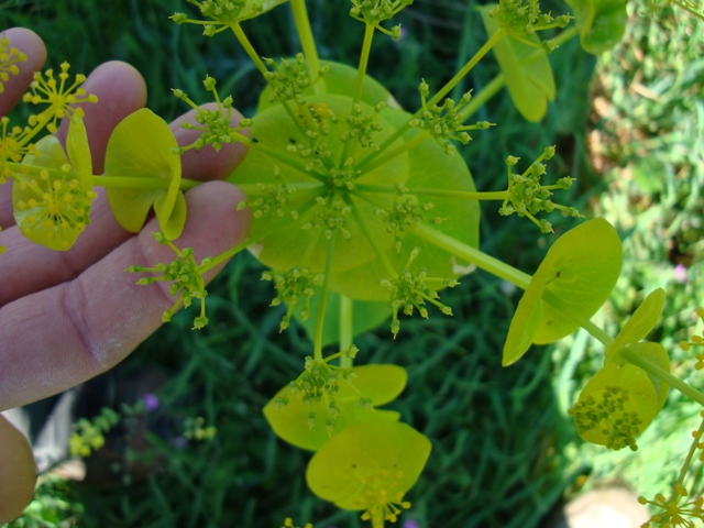 Smyrnium perfoliatum / Corinoli dentato