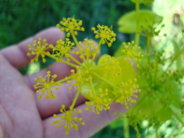 Smyrnium perfoliatum / Corinoli dentato