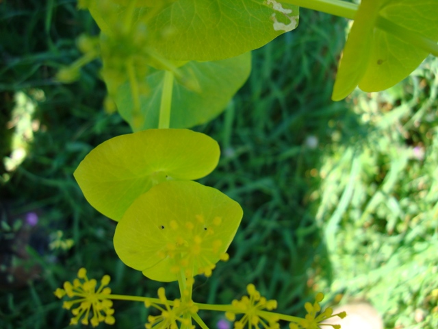 Smyrnium perfoliatum / Corinoli dentato