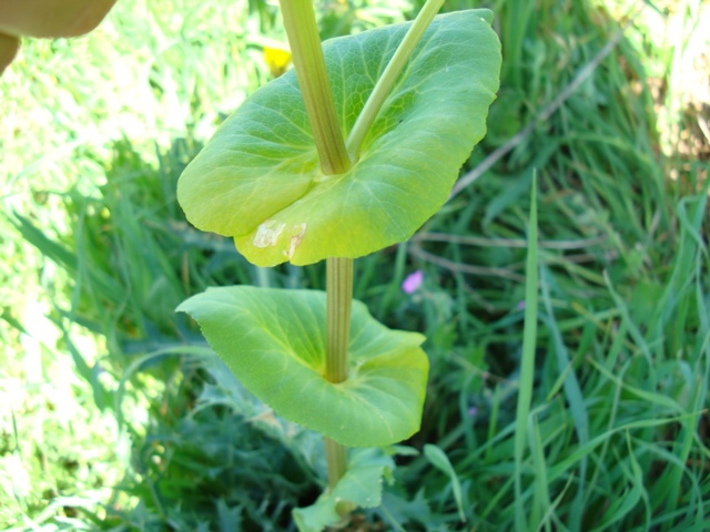 Smyrnium perfoliatum / Corinoli dentato