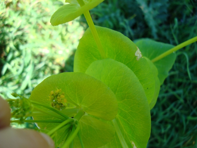 Smyrnium perfoliatum / Corinoli dentato