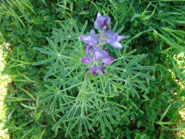 Lupinus angustifolius