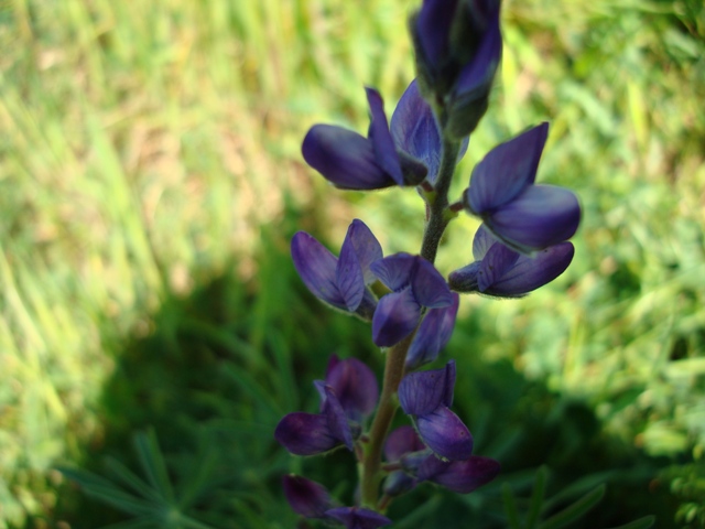 Lupinus angustifolius