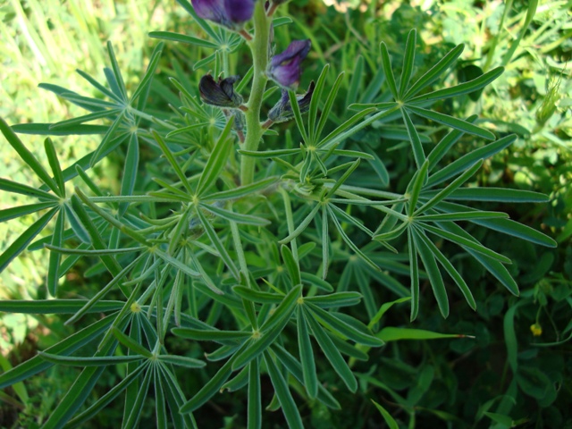 Lupinus angustifolius